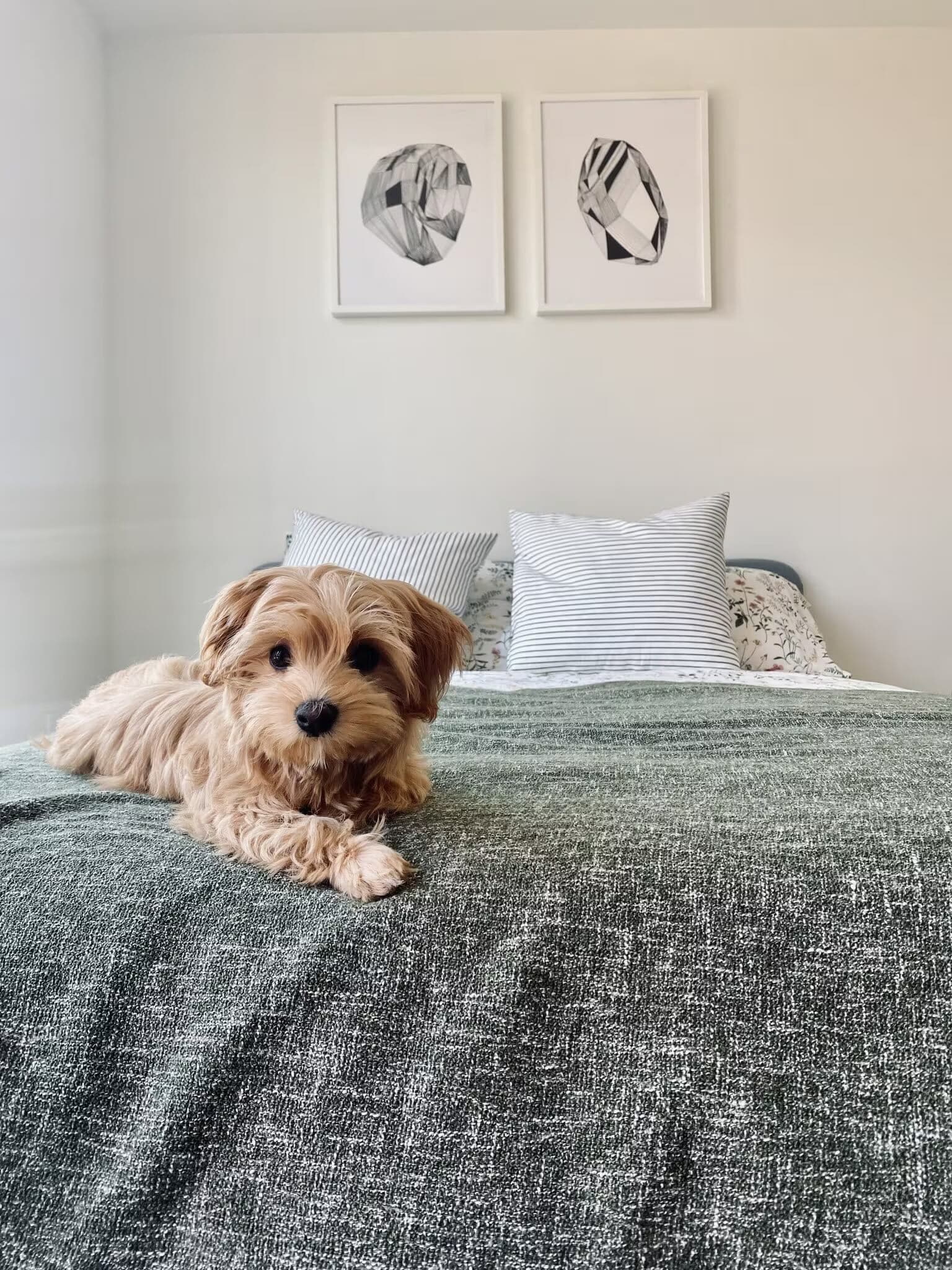 Pet-Friendly 1